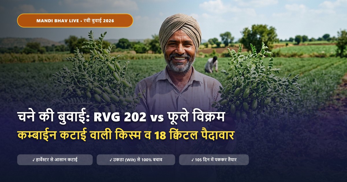 चने की टॉप किस्में RVG 202 और फूले विक्रम पैदावार व बुवाई गाइड - Mandi Bhav Live