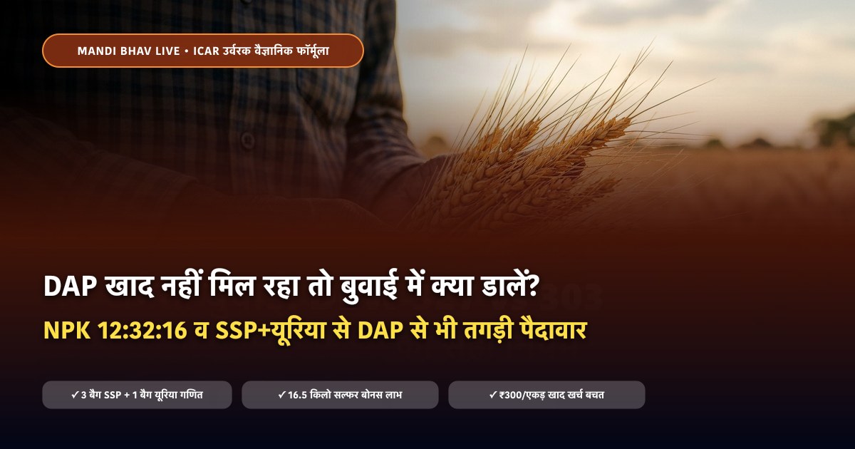 DAP खाद का विकल्प NPK 12:32:16 और SSP यूरिया फॉर्मूला - Mandi Bhav Live