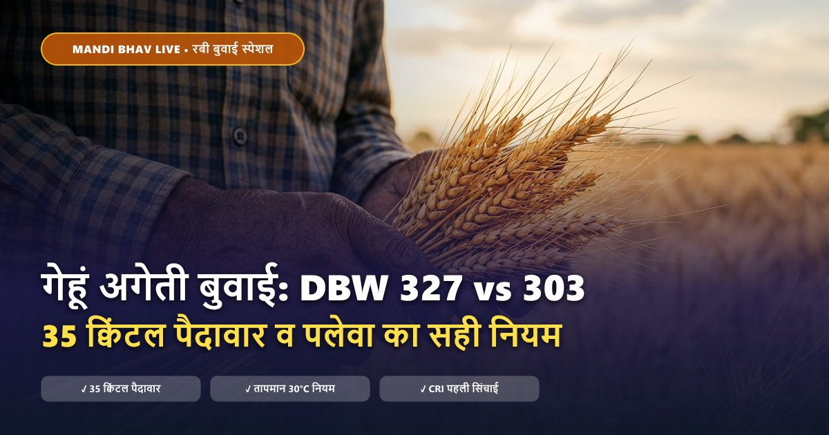 गेहूं की अगेती बुवाई DBW 327 और श्रीराम 303 - Mandi Bhav Live