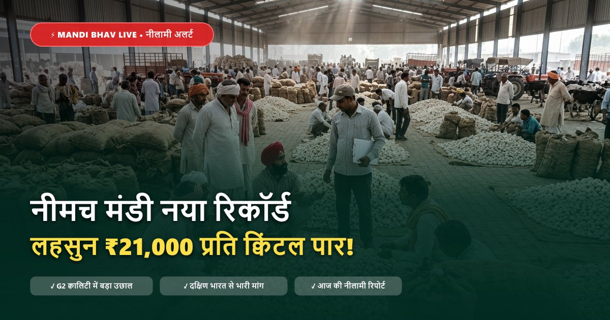 नीमच मंडी लहसुन नीलामी रिकॉर्ड ₹21,000 प्रति क्विंटल - Mandi Bhav Live