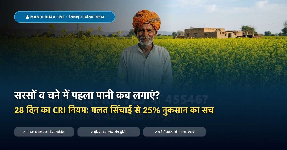 सरसों व चने में पहला पानी सिंचाई व खाद नियम - Mandi Bhav Live