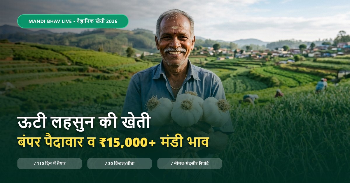 ऊटी लहसुन की उन्नत खेती और बंपर कंद उत्पादन - Mandi Bhav Live